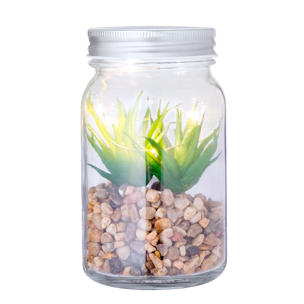 Decoratieve Plant Kyala