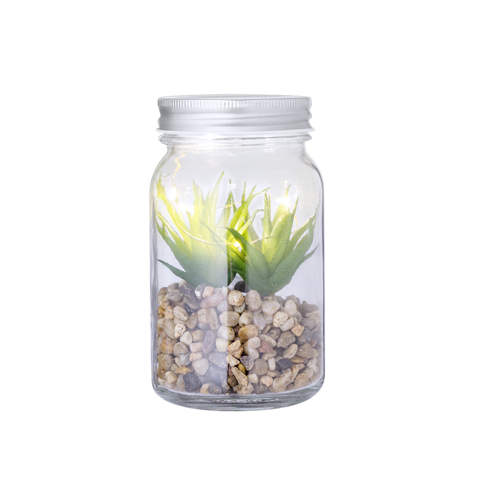 Decoratieve Plant Kyala