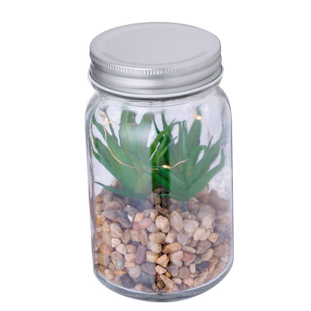 Decoratieve Plant Kyala